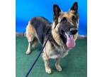 Adopt SANSA a German Shepherd Dog