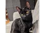 Adopt Winchell's a Domestic Short Hair