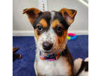 Adopt TABITHA a Australian Cattle Dog / Blue Heeler, Shepherd