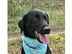 Adopt Carole - Fostered in CT a Black Labrador Retriever