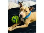 Adopt Butterscotch a Pit Bull Terrier, Labrador Retriever