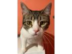 Adopt Cindy Lou a Domestic Short Hair