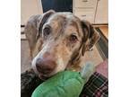 Adopt Marie a Catahoula Leopard Dog