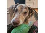 Adopt Marie Urgently needs foster or adopter a Catahoula Leopard Dog