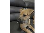 Adopt Butterscotch 11-13-2023 a German Shepherd Dog