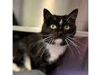 Adopt Betsy a Domestic Short Hair