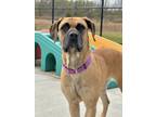 Adopt Lisa a Mastiff, Mixed Breed