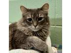 Adopt Simone a Domestic Mediumhair / Mixed (medium coat) cat in South Bend