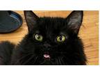 Adopt Hunk a All Black Domestic Mediumhair / Mixed (long coat) cat in Ferndale