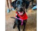 Adopt Polly Pocket a Black Plott Hound / Mixed dog in Durham, NC (37852186)