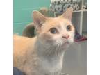 Adopt Sam a Domestic Shorthair / Mixed (short coat) cat in South Bend