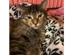 Adopt Nena a Domestic Shorthair / Mixed (short coat) cat in South Bend