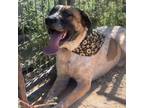 Adopt Kenai a Australian Cattle Dog / Mixed dog in Taos, NM (37689948)