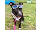 Adopt Niyah a Black Pit Bull Terrier / Mixed dog in Austin, TX (37884285)