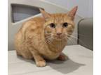 Adopt Bailey - In a Foster Home! Special Diet a Domestic Shorthair / Mixed