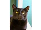 Adopt Will I Am a All Black Domestic Shorthair / Domestic Shorthair / Mixed cat