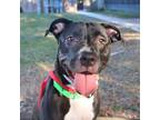 Adopt MOLLY a Black - with White Mixed Breed (Medium) / Mixed dog in Palmetto