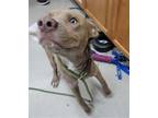 Adopt CHIP a Brown/Chocolate American Pit Bull Terrier / Mixed dog in