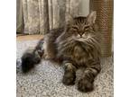 Adopt VENTURA a Brown Tabby Domestic Mediumhair / Mixed (medium coat) cat in