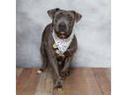 Adopt Galaxy a Pit Bull Terrier, American Staffordshire Terrier