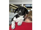 Adopt Oink Oink a Black - with White Blue Heeler dog in Castle Rock