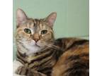 Adopt Felicity a Domestic Shorthair / Mixed (short coat) cat in South Bend