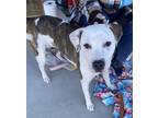 Adopt Sugar a Pit Bull Terrier