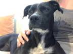 Adopt Mary Jane a Boxer