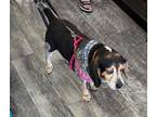 Adopt Barb a Tricolor (Tan/Brown & Black & White) Beagle / Mixed dog in Houston