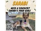 Adopt Sarabi a Tan/Yellow/Fawn German Shepherd Dog / Mixed Breed (Medium) /