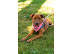 Adopt Celestial Gacrux a Mixed Breed (Medium) / Mixed dog in Fort Lupton