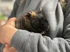 Adopt Pierogi a Guinea Pig