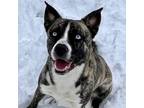Adopt Valkyrie a Husky, Pit Bull Terrier