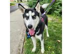Adopt FLOYD a Black - with White Siberian Husky / Mixed dog in Lincoln