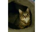 Adopt Billie a Domestic Short Hair