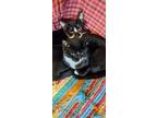 Adopt Dodger a Black & White or Tuxedo Domestic Shorthair (short coat) cat in