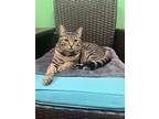 Adopt LadyBird a Gray, Blue or Silver Tabby Domestic Shorthair / Mixed (short