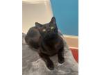Adopt Rocky a Brown or Chocolate Domestic Shorthair / Mixed (short coat) cat in