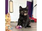 Adopt Pansy a Tortoiseshell Domestic Shorthair (short coat) cat in Indianapolis
