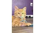 Adopt Purrito a Orange or Red Tabby Domestic Shorthair (short coat) cat in