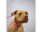 Adopt Harley Girl a Brown/Chocolate American Staffordshire Terrier / Mixed dog