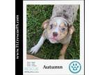 Adopt Autumn (The Garden Group) 082623 a Boxer / Australian Shepherd dog in