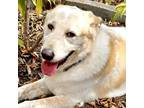 Adopt Kanga a Tan/Yellow/Fawn Labrador Retriever / Mixed dog in Austin