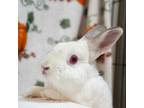 Adopt Danny Phantom a Other/Unknown / Mixed rabbit in Richmond, CA (37775329)