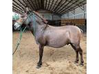 Adopt Skittles a Donkey/Mule/Burro/Hinny / Mixed horse in Hohenwald