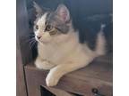 Adopt Savanna a White Domestic Shorthair / Mixed cat in Rochester, MN (37864822)