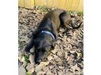 Adopt Cerby a Black - with White Labrador Retriever / American Pit Bull Terrier