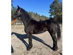 Friesian Morgan gelding