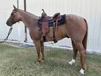 Head Turning Trail Horse