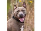 Adopt Blue Bell a Gray/Blue/Silver/Salt & Pepper Terrier (Unknown Type